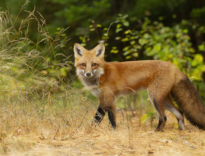 Fox Problem & Removal Maidstone Kent - 1st A Pest Control Service LTD